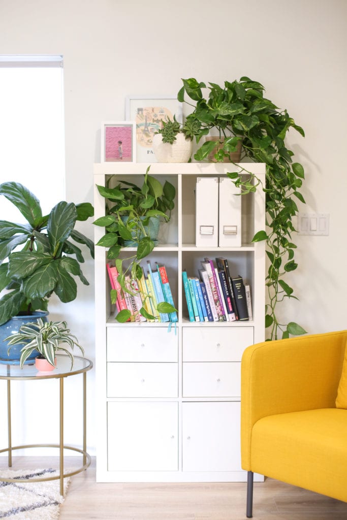 how to take care of indoor plants