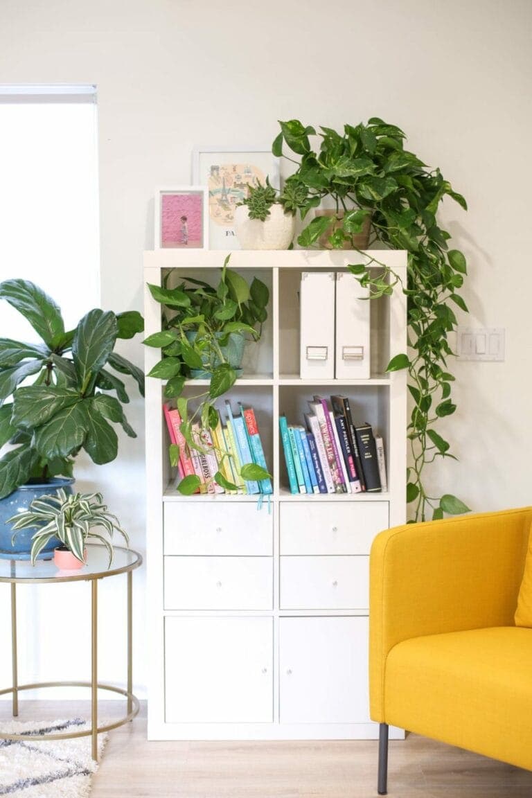 5 Steps to Happy Houseplants