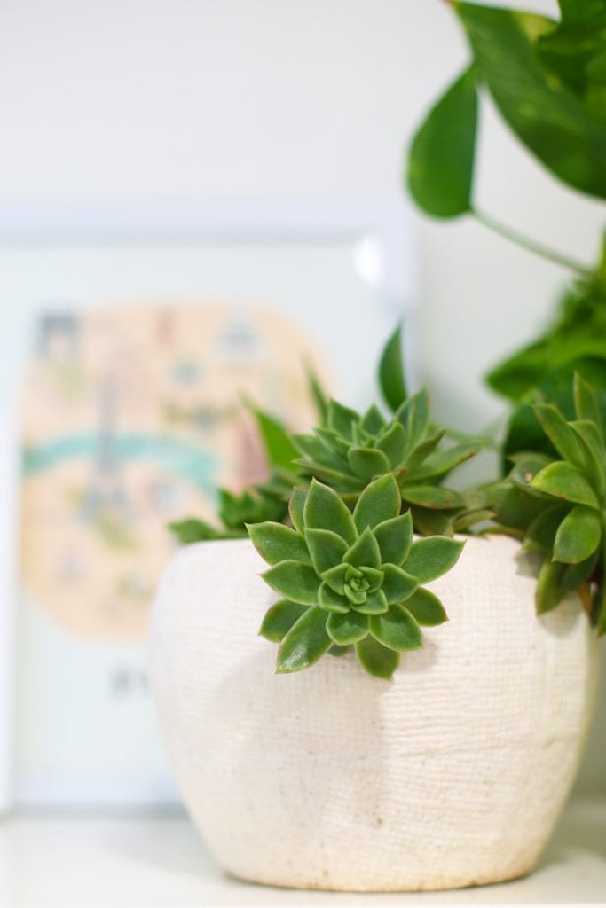 how to take care of indoor plants