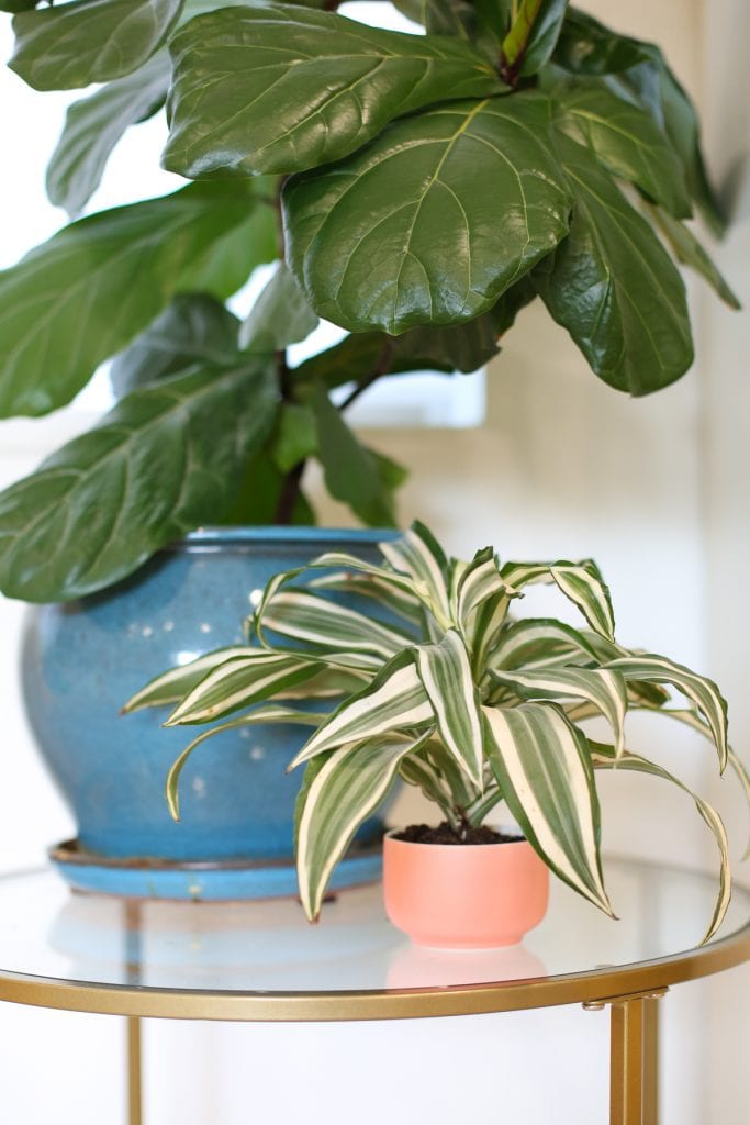 how to take care of indoor plants