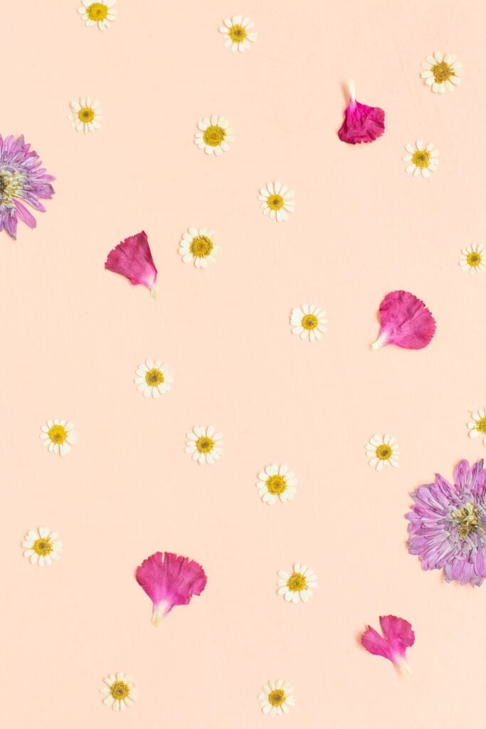 pressed flowers on a pink background