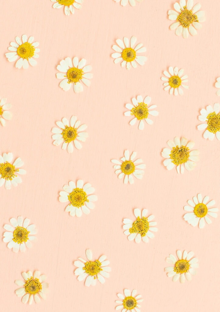 pressed flowers on a pink background