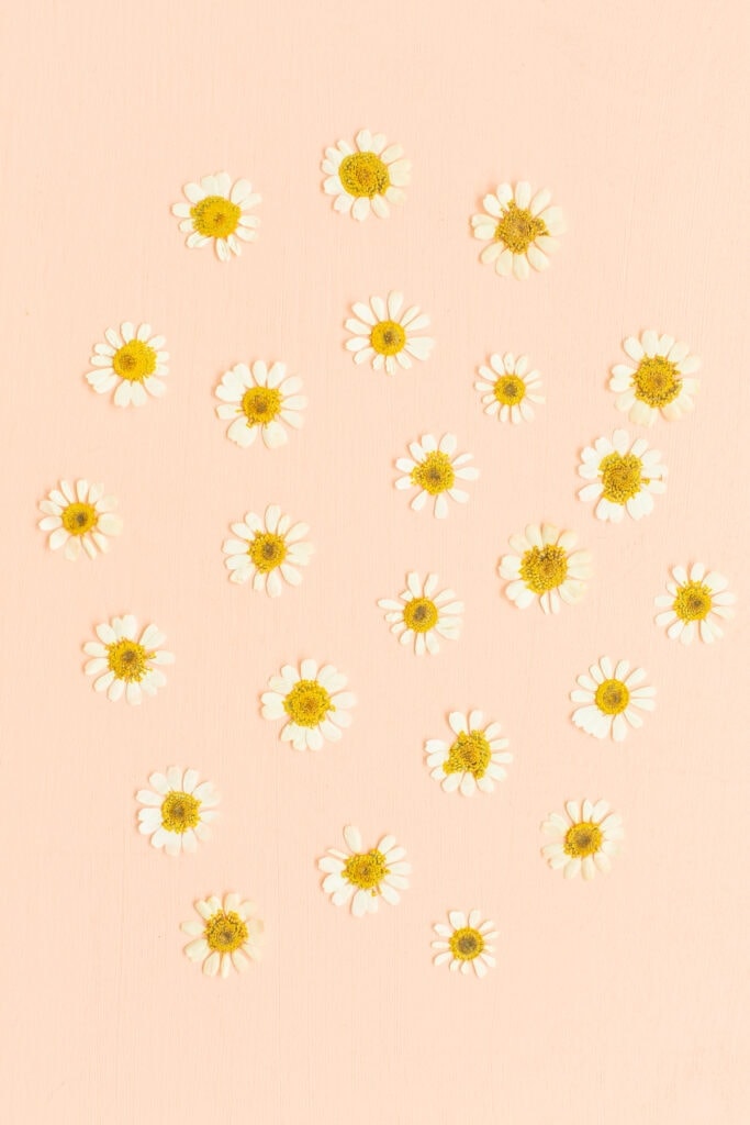 pressed flowers on a pink background