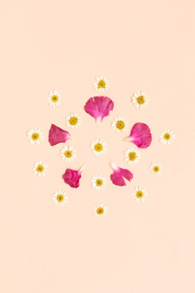pressed flowers on a pink background