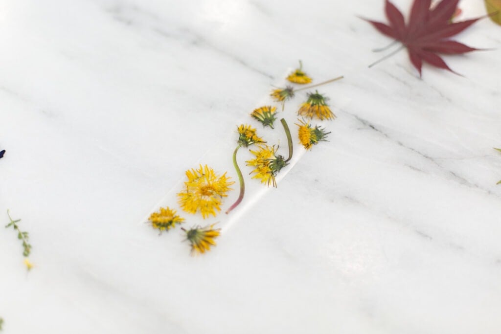 pressed flowers and contact paper