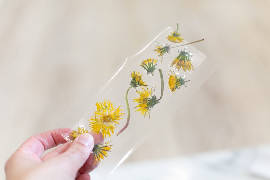 pressed flowers and contact paper