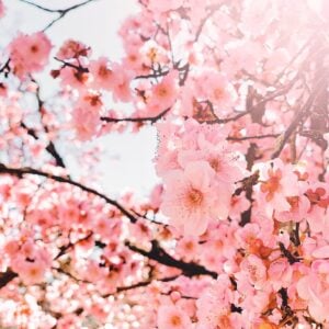 Pink Blossoms Print