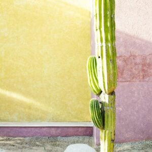 Cactus Print