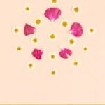 diy flower press