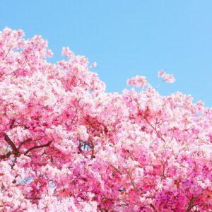 Tree In Bloom Print
