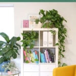 how to take care of indoor plants