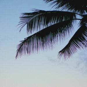 Palms Print