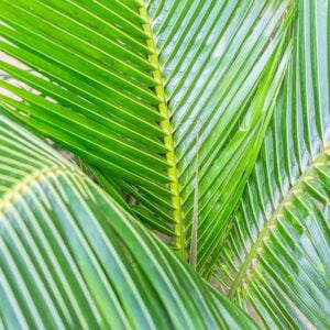 Palms II Print