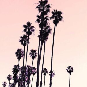 Pink Palm Sunset