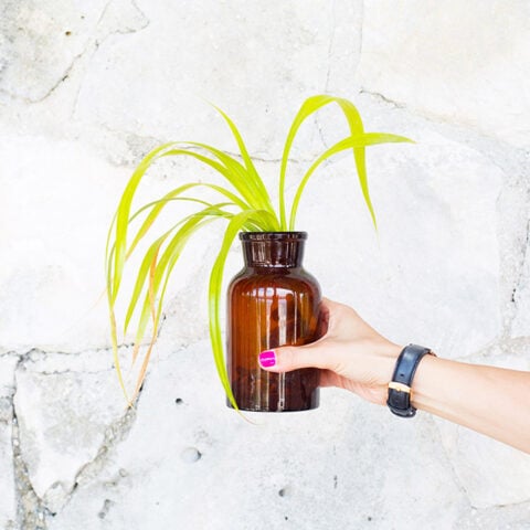 How to Take Care of Indoor Plants